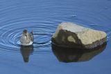 Temminck's Stint